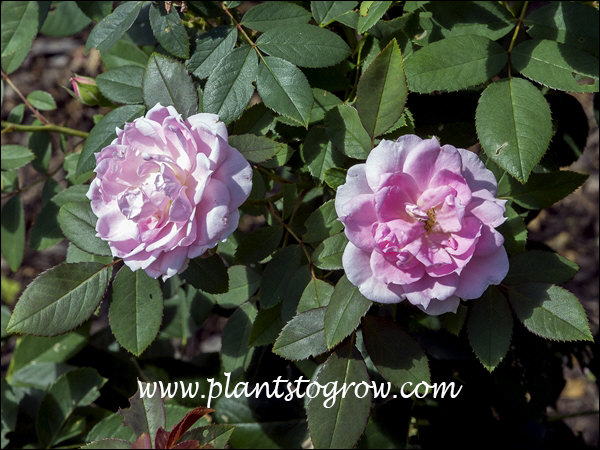A medium size rose with double pink flowers. Part of the Canada Parkland Rose series.